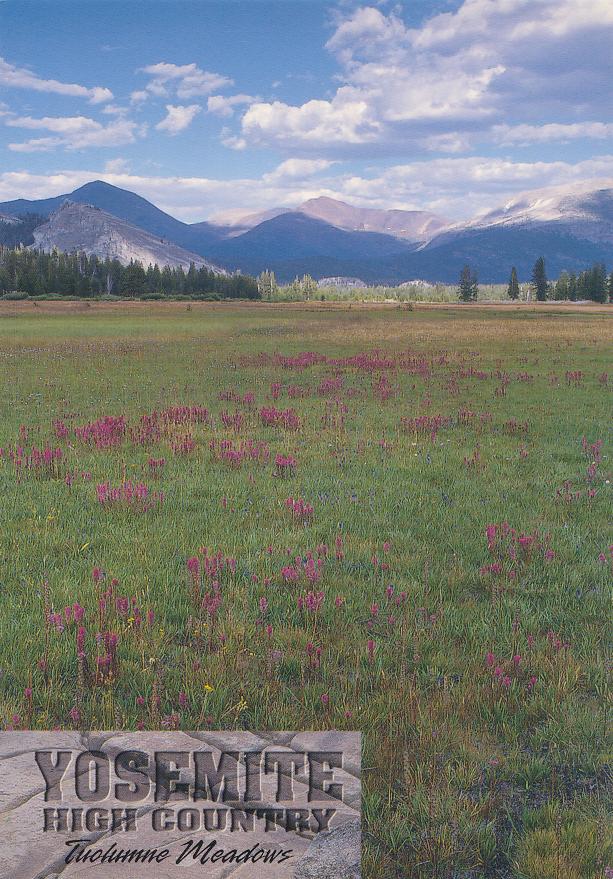 Mt. Dana viewed from Tuolumne Meadows