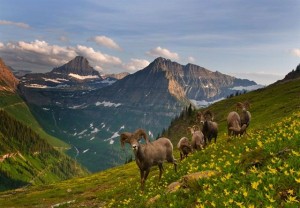 Glacier National Park - Bighorn Sheep