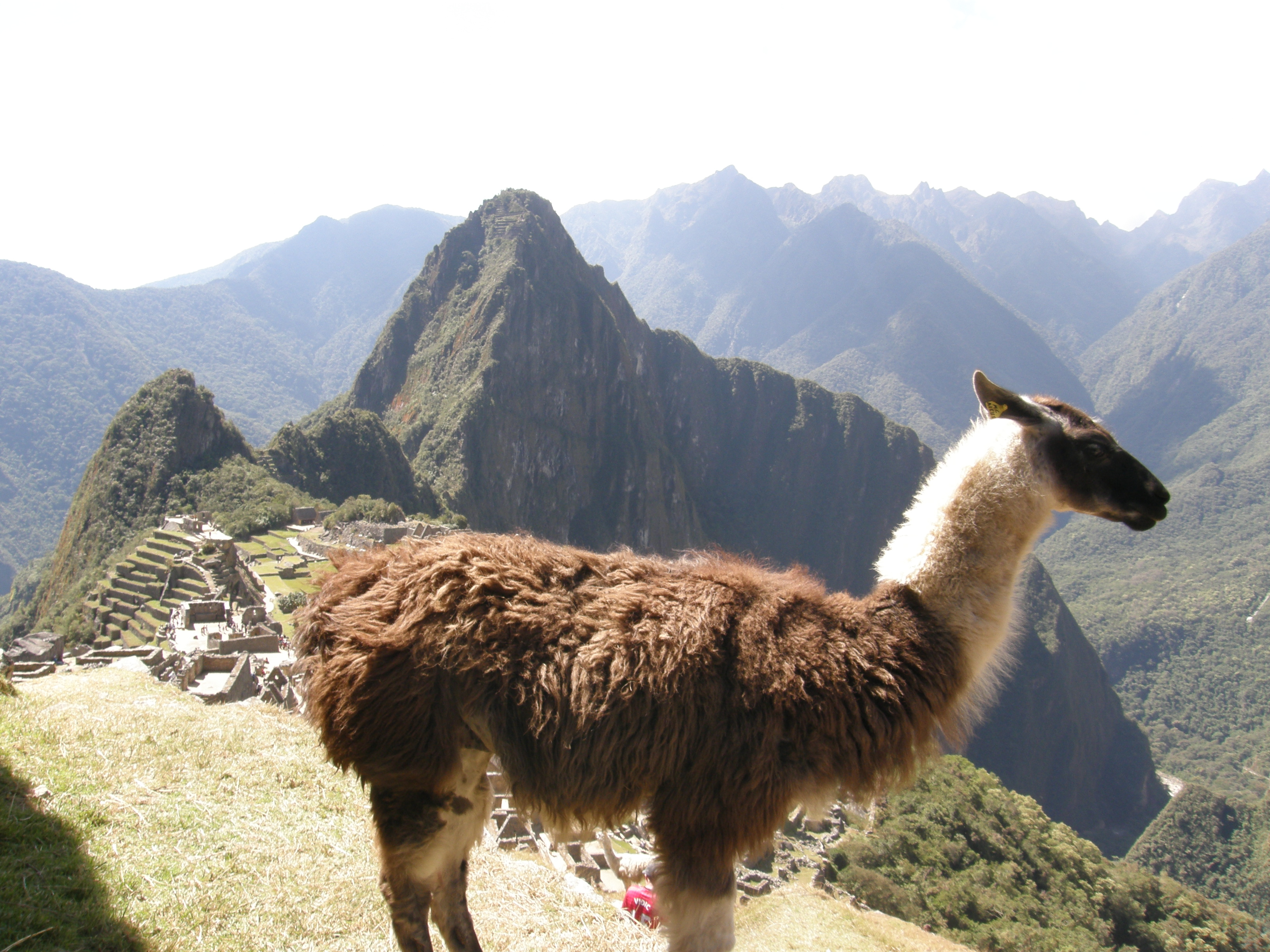 Peruvian Andes, Machu Picchu & Cuzco